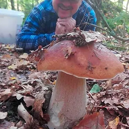 לינה וארוחת בוקר Pod Dobrym Aniolem Krzywonoga