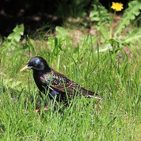 Pod Dobrym Aniolem Oda ve Kahvaltı Krzywonoga