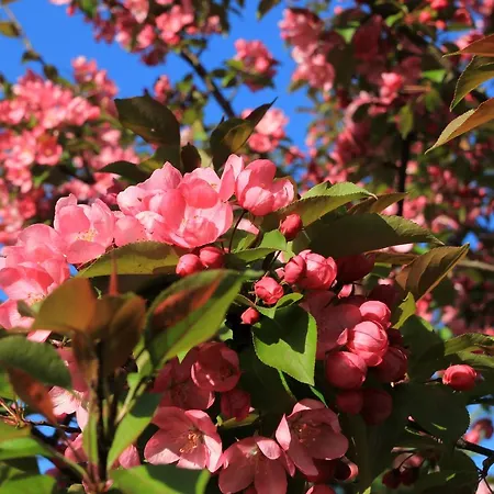 Bed & Breakfast Pod Dobrym Aniolem 4*