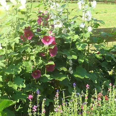 Pod Dobrym Aniolem Krzywonoga