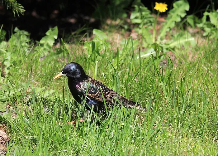 Pod Dobrym Aniolem Bed & Breakfast Krzywonoga